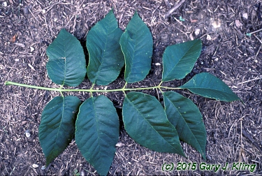 Fraxinus americana