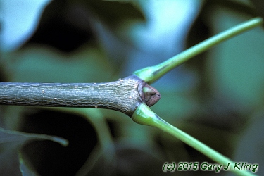 Fraxinus americana