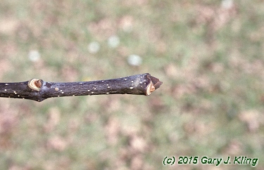Fraxinus americana
