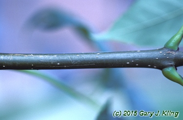 Fraxinus americana
