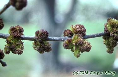 Fraxinus americana