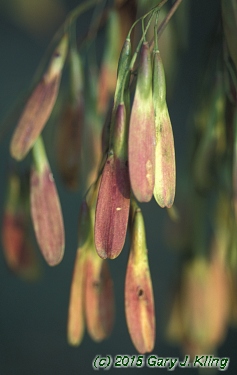 Fraxinus americana