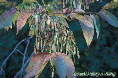Fraxinus americana