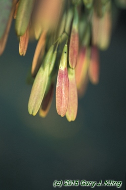 Fraxinus americana