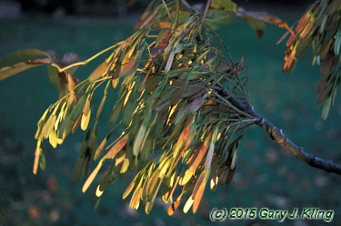 Fraxinus americana