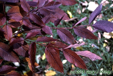 Fraxinus americana