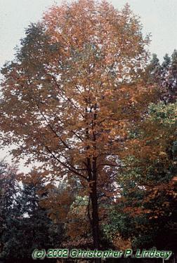 Fraxinus americana