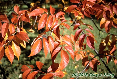 Fraxinus americana