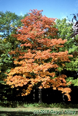 Fraxinus americana