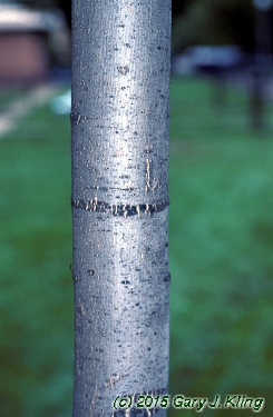 Fraxinus americana