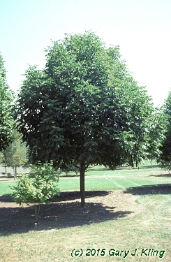 Fraxinus americana 'Autumn Applause'