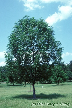 Fraxinus americana 'Autumn Applause'