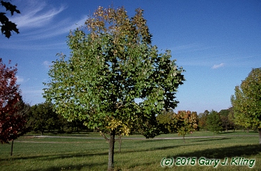 Fraxinus americana 'Champaign County'