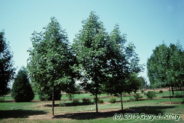 Fraxinus americana 'Rosehill'