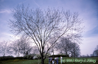 Fraxinus americana 'Rosehill'