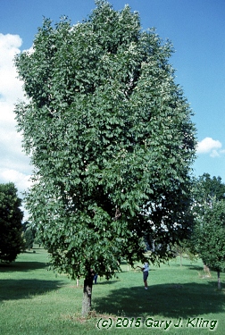 Fraxinus americana 'Skyline'