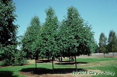 Fraxinus americana 'Skyline'