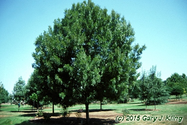 Fraxinus americana 'Tures' (Windy City [TM])