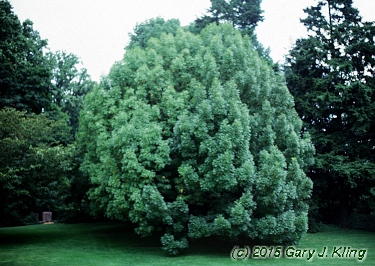 Fraxinus excelsior 'Aurea'