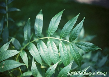 Fraxinus excelsior 'Aurea'