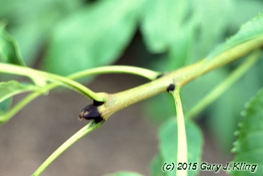 Fraxinus excelsior 'Aurea'