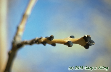 Fraxinus excelsior 'Aurea'