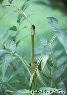 Fraxinus excelsior 'Aurea'