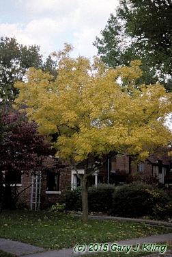 Fraxinus excelsior 'Aurea'