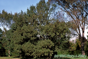 Fraxinus excelsior 'Hessei'