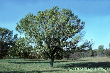 Fraxinus excelsior 'Hessei'
