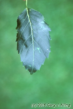 Fraxinus excelsior 'Hessei'
