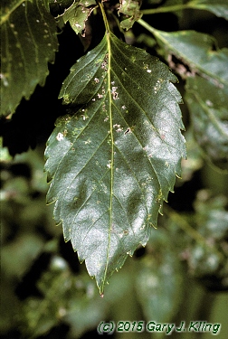 Fraxinus excelsior 'Hessei'