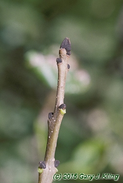 Fraxinus excelsior 'Hessei'