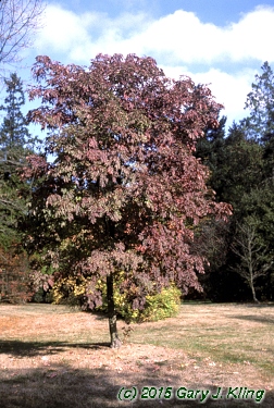 Fraxinus ornus