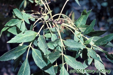 Fraxinus ornus