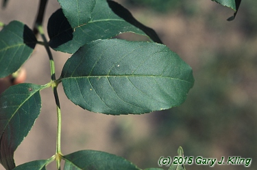 Fraxinus ornus