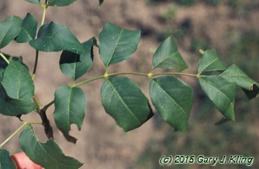 Fraxinus ornus