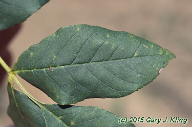 Fraxinus ornus