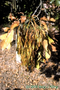 Fraxinus ornus