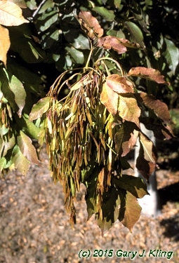 Fraxinus ornus