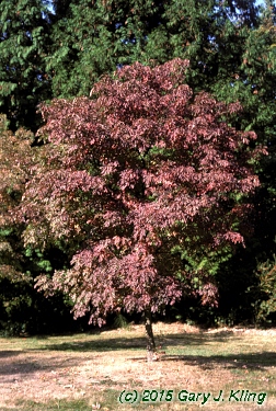 Fraxinus ornus