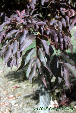 Fraxinus ornus