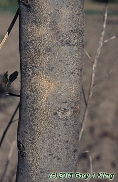 Fraxinus ornus