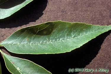 Fraxinus pennsylvanica