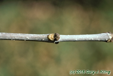 Fraxinus pennsylvanica habit: UIPLANTS