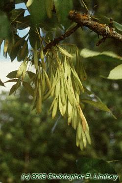Fraxinus pennsylvanica