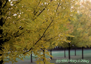 Fraxinus pennsylvanica