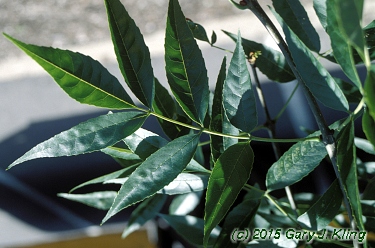 Fraxinus pennsylvanica 'Marshall Seedless'
