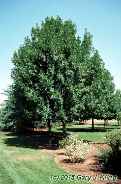 Fraxinus pennsylvanica 'Patmore'