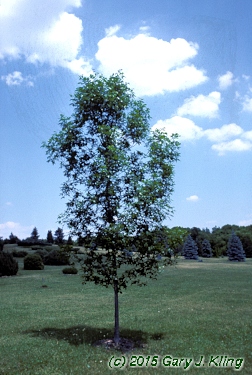 Fraxinus pennsylvanica 'Patmore'